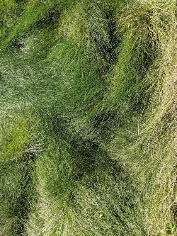 Tufts of grass